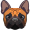 bulldog5
