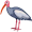 ibis5