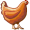 chicken5
