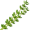 thyme5