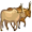 oxen5