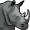 rhino5