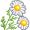 chamomile5