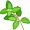 oregano5