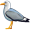 gull5