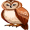 owl5