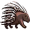 porcupine5