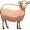 ewe5