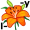l-il-y5