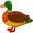 duck5