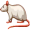rat5