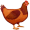 chicken5