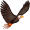 eagle5