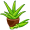 aloe5