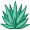 agave5