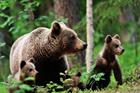 Answer BEAR, FOREST, WILD, FAMILY, BROWN, CUB