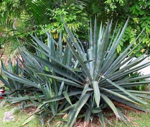 AGAVE