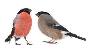 BULLFINCH