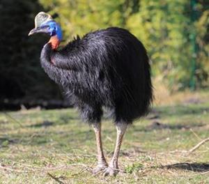 CASSOWARY