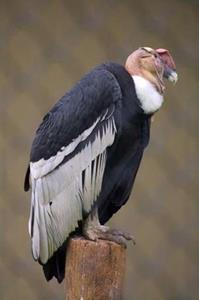 CONDOR