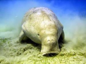 DUGONG