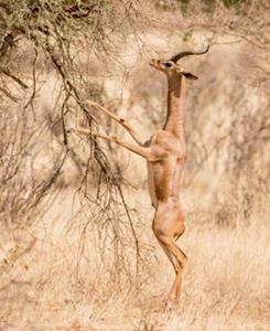 GERENUK