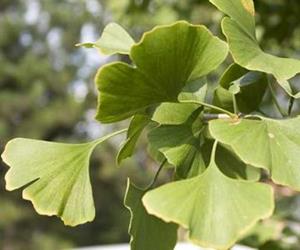 GINGKO