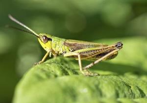 GRASSHOPPER