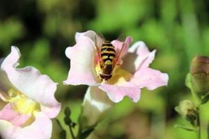 POLLINATION