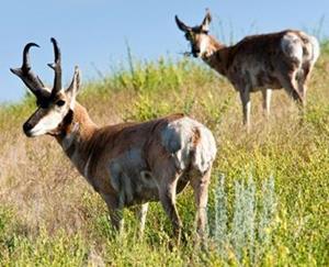 PRONGHORN