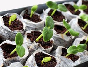 SEEDLINGS