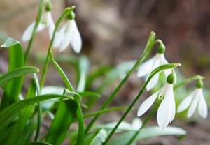 SNOWDROPS