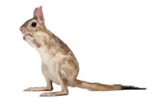 NOHÁČ