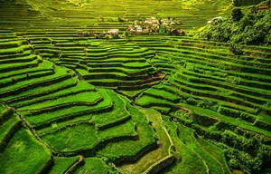 Philippines - Rice Terraces