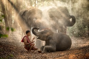 Laos - Elephant Village