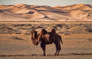 Mongolia - Gobi Desert