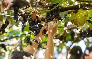 Argentina - Grape Harvest Festival
