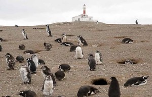 Chile - Los Penguinos