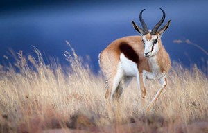 South Africa - Springbok