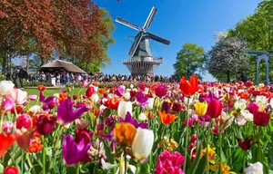 Netherlands - Tulips