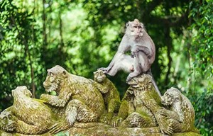 Indonesia - Ubud Monkey Forest