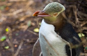New Zealand - Yellow Eyed Penguin