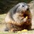 MARMOTTE