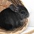 CHINCHILLA