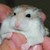 HAMSTER