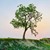 ARBRE