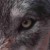 LOUP