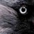 CORBEAU