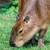 CAPIVARA