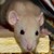 RATO*